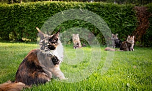 Group of maine coon cats in garden
