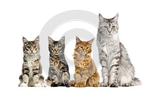 Group of Maine coon in front of a white background