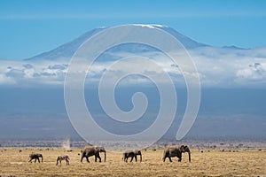 Group of majestic elephants strolling gracefully across Kilimanjaro