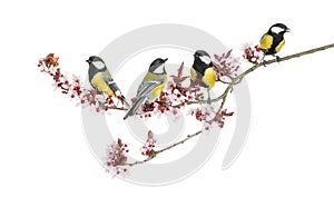 Group of Male great tits, Parus major, isolated photo