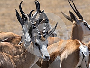 A group of male Impala Antelopes Aepyceros melampus in Nxai Pan National Park, Botswana photo