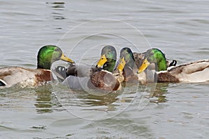 A Group of Male Mallard Ducks Surround a Female photo