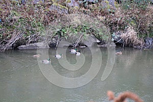 A group of  mallard duck on the river cynon