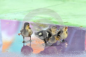 Group of Mallard Ducklings