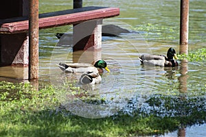 Group of Mallard Ducks feeding on submerged grass