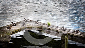 Group of mallard ducks sitting on a dock