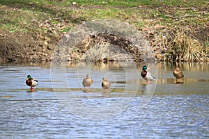 Group of mallard ducks during the spring thaw