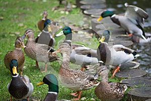 Group of mallard ducks at summer .