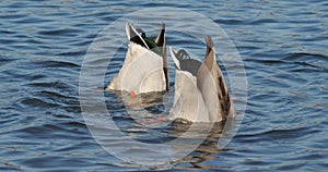 Group of mallards , Anas platyrhynchos, swimming on a lake