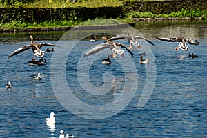 Group of Mallards Landing on a Lake