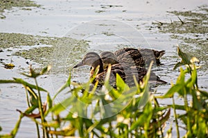 Group of mallards on the river