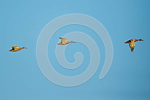 Group of mallards soaring above the seascape, basking in the bliss of flight