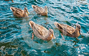 Group of mallards swimming in the water