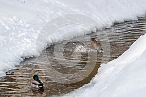 A group of mallards swims in the rivers, snow lies along the banks