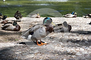 Group of mallards, wild ducks on the pond bank