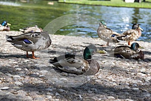 Group of mallards, wild ducks on the pond bank