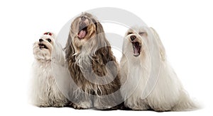 Group of Maltese dogs, yawning, sitting in a row