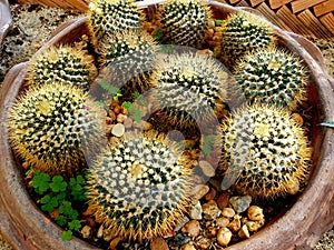 Group of Mammillaria nivosa cactus