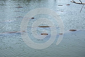 Group of manatees floating near the surface, Merritt Island, Flo