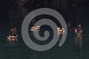 Group of Mandarin Duck stretching swimming in the river