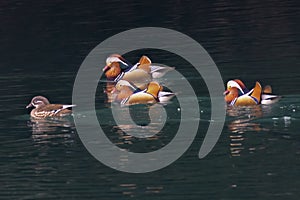 Group of Mandarin Duck stretching swimming in the river