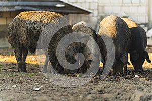 Group of Mangalica pigs eating outside on an organic farm