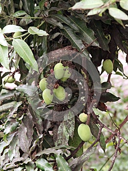 Group of mango fruit on tree