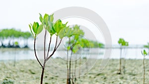 A group of mangrove seed plant at beach