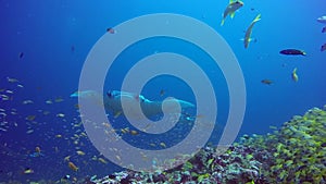 Group Manta ray relax in striped snapper school fish seabed in clear blue water.