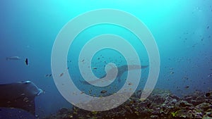 Group Manta ray relax in striped snapper school fish seabed in clear blue water.