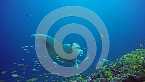 Group Manta ray relax in striped snapper school fish seabed in clear blue water.