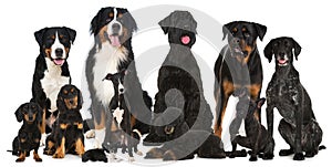 Group of many breed dogs