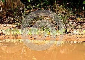 Group of many butterfly have yellow wing eating salt on ground have reflect on water