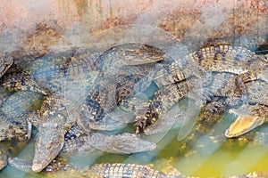 Group of many crocodiles are basking in the concrete pond. Crocodile farming for breeding and raising of crocodilians in order to