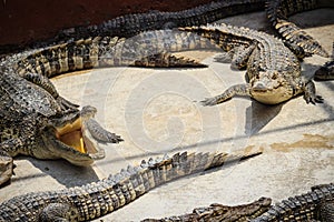 Group of many crocodiles are basking in the concrete pond. Crocodile farming for breeding and raising of crocodilians in order to