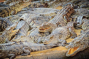 Group of many crocodiles are basking in the concrete pond. Crocodile farming for breeding and raising of crocodilians in order to