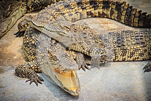 Group of many crocodiles are basking in the concrete pond. Crocodile farming for breeding and raising of crocodilians in order to