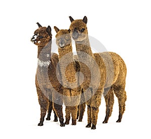 Group of many different colors alpaca in a row - Lama pacos