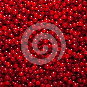 Group of many fresh red currant berries, plain background