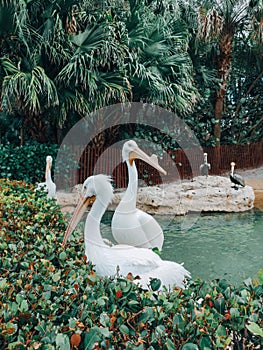 Group of many great white pelicans in natural environment outdoors.