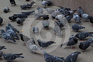 Group of many pigeons eating on the city street