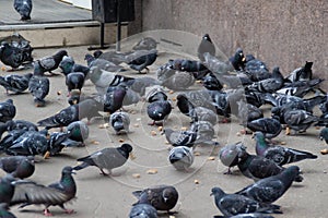 Group of many pigeons eating on the city street