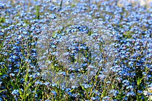 Group of many small blue forget me not or Scorpion grasses flowers, Myosotis, in a garden in a sunny spring day, beautiful outdoor