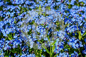 Group of many small blue forget me not or Scorpion grasses flowers, Myosotis, in a garden in a sunny spring day, beautiful outdoor