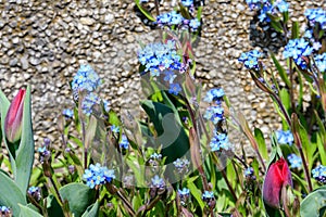 Group of many small blue forget me not or Scorpion grasses flowers, Myosotis, in a garden in a sunny spring day, beautiful outdoor