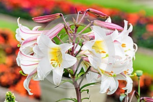 Group of many small white flowers of Lilium or Lily plant in a British cottage style garden in a sunny summer day, beautiful outdo