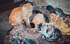 A group of many stray cats lying on the dirty carpet on the cold street outdoors