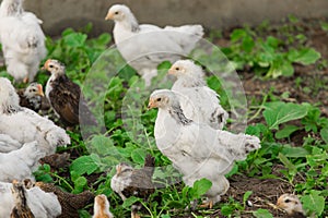Group many white brama Colombian chickens against the background of green leaves, close-up