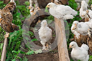 Group many white and dark brama Colombian chickens against the background of green leaves, close-up