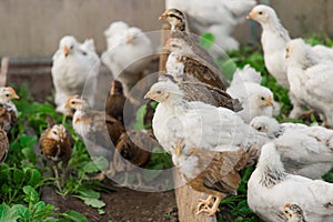 Group many white and dark brama Colombian chickens against the background of green leaves, close-up